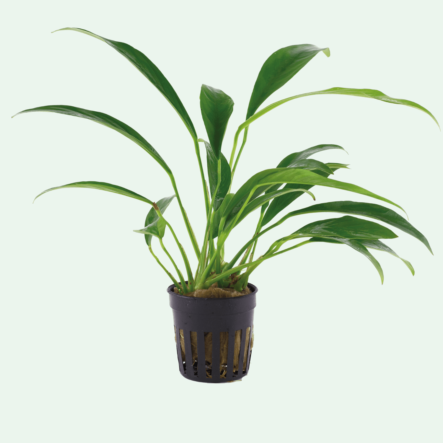 Anubias barteri var. glabra