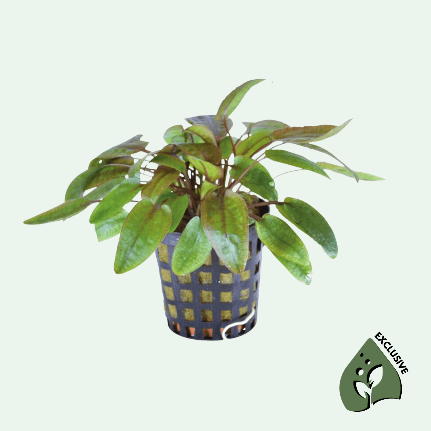 Cryptocoryne Pink Flamingo