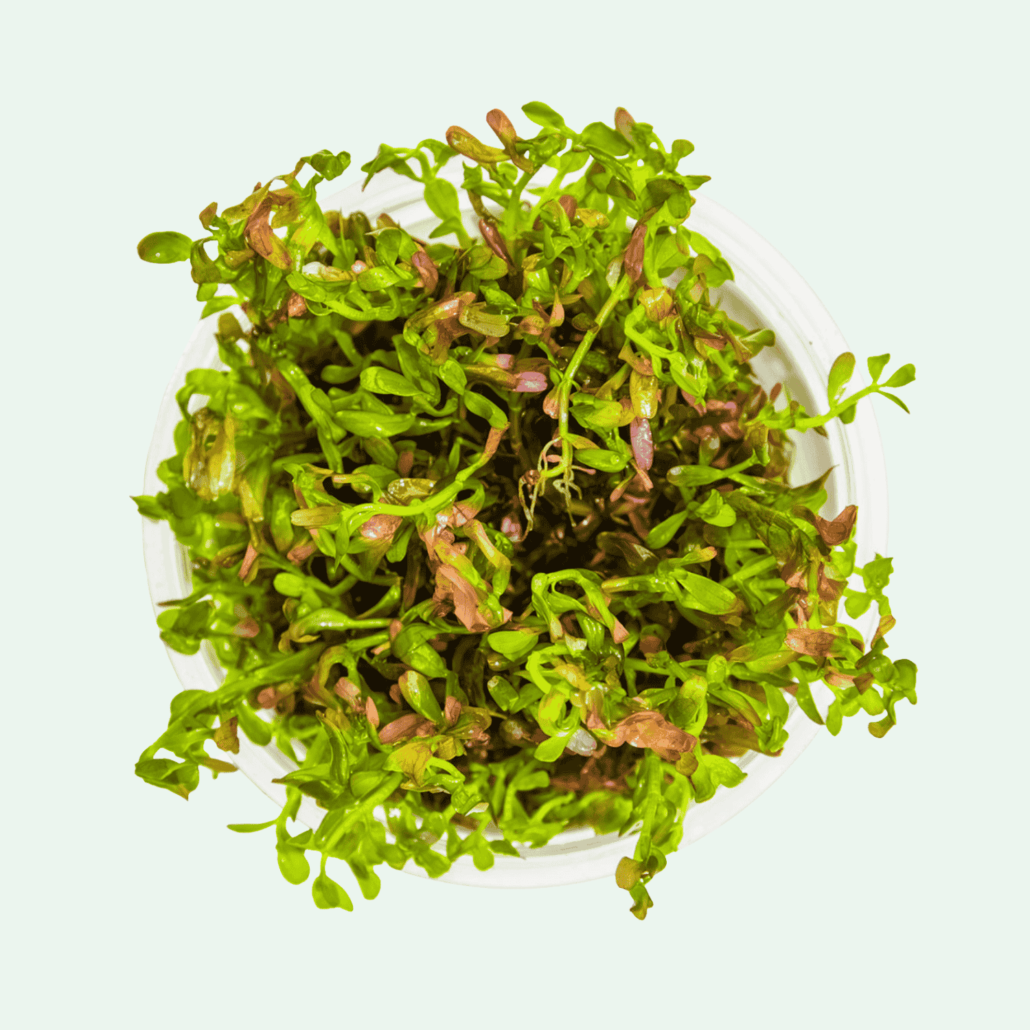 Rotala rotundifolia 'Blood Red' - Invitro
