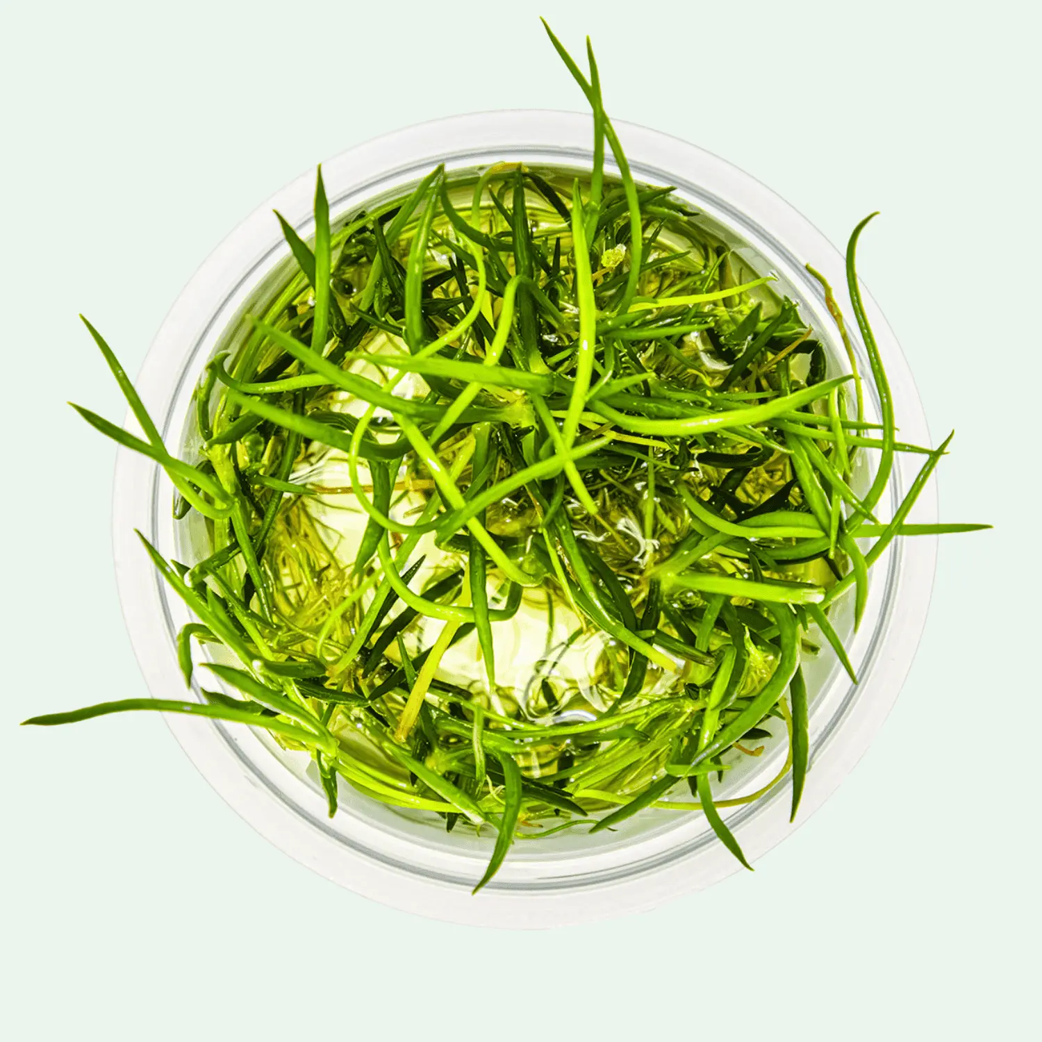 Littorella uniflora - Invitro