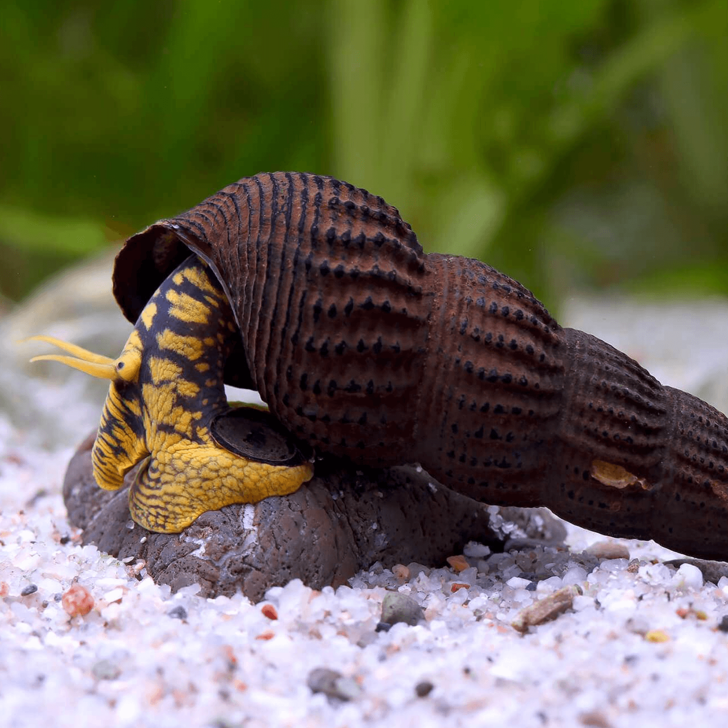 Gulfläckig elefantsnäcka (Tylomelania patriarchalis)