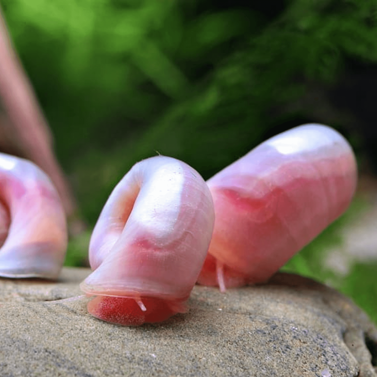 Rosa posthornssnäcka (Planorbella duryi 'Pink')