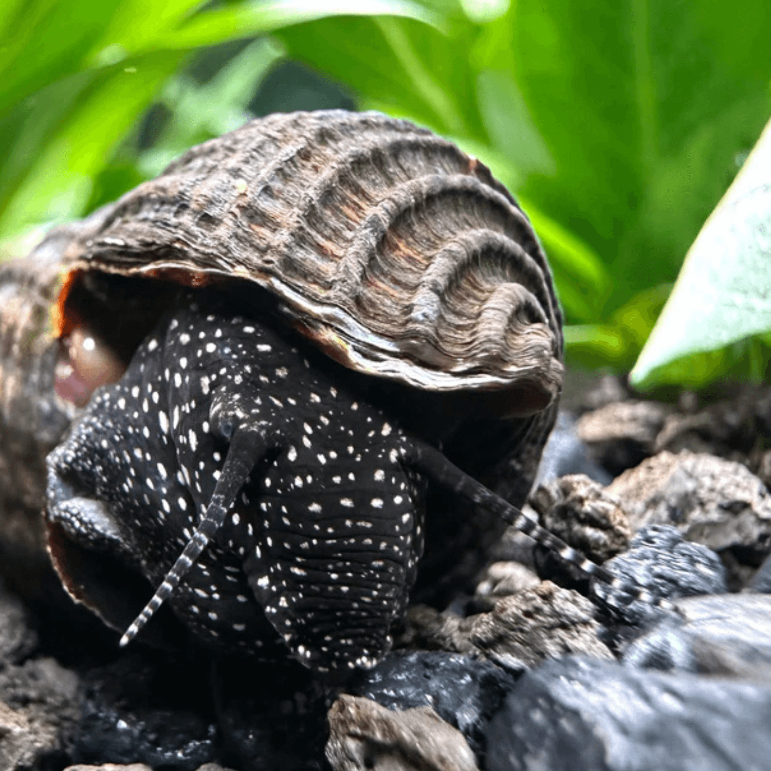 White Spot Rabbit Snail – Tylomelania sp.