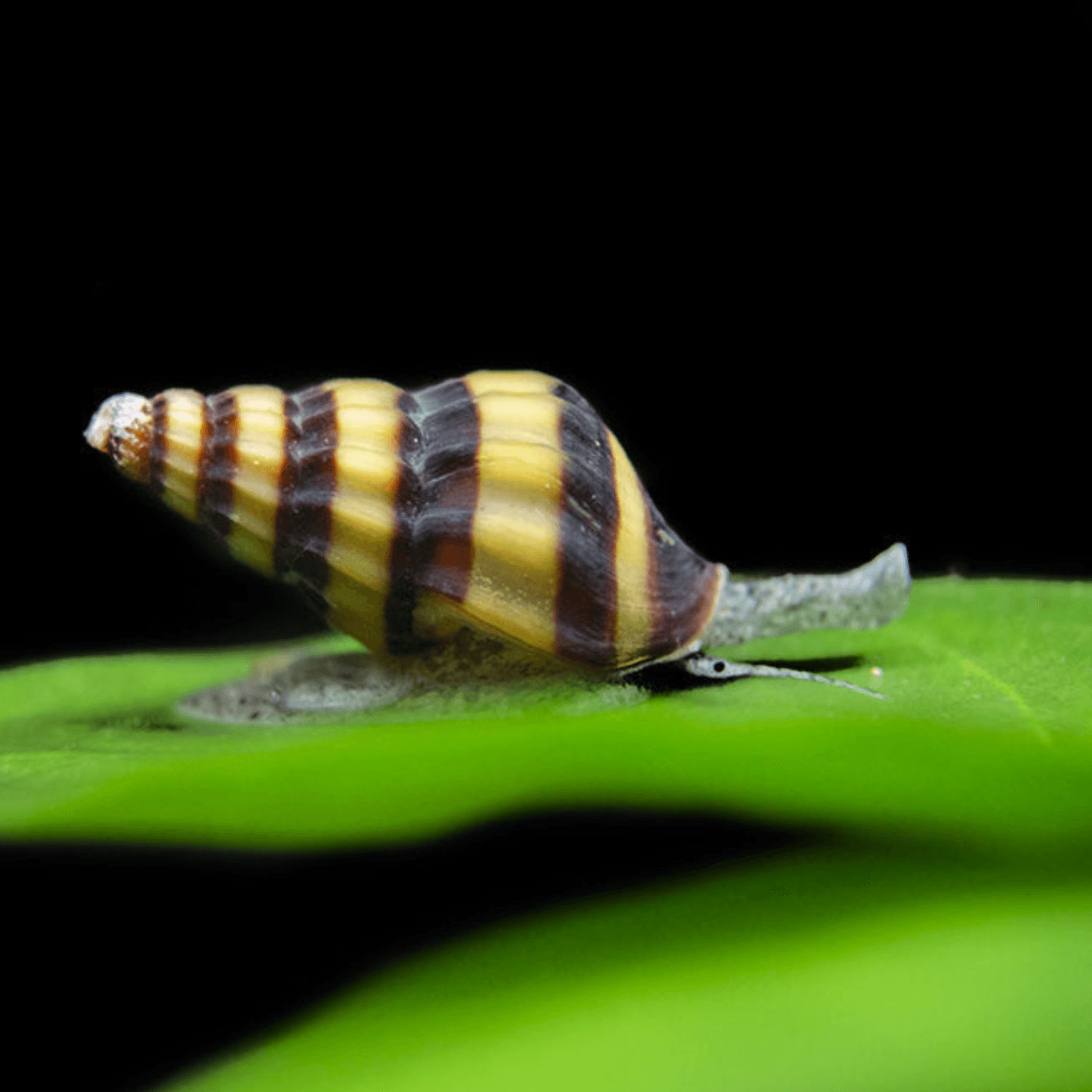 Assassin Snail (Clea helena) - Snäckätare