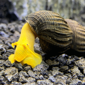 Gul elefantsnäcka (Tylomelania sarasinorum)