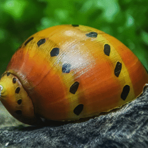 Tiger Neritina snäcka (Neritina semiconica)