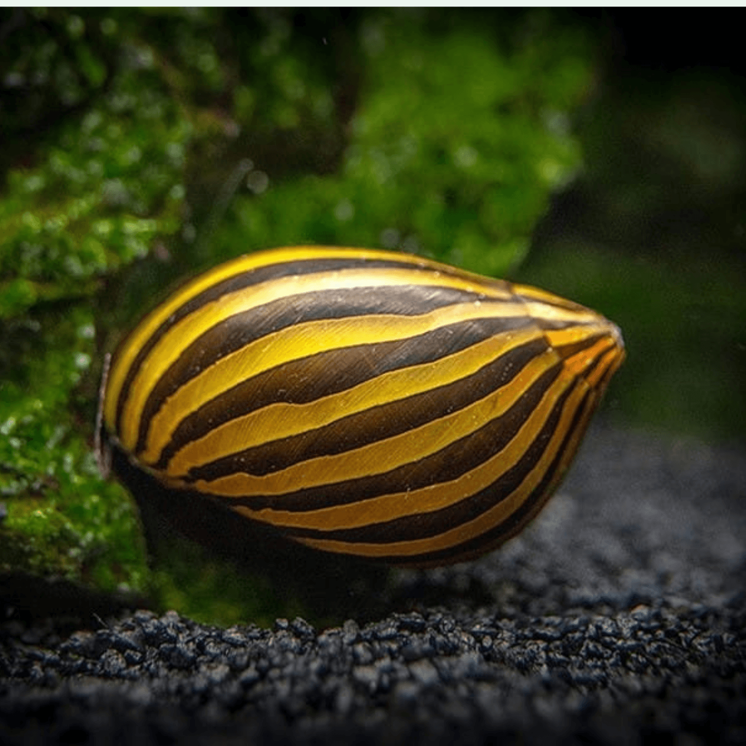 Zebra Neritina Snäcka (Neritina natalensis)