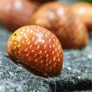Pink Lady Neritina Snäcka (Clithon sowerianum)
