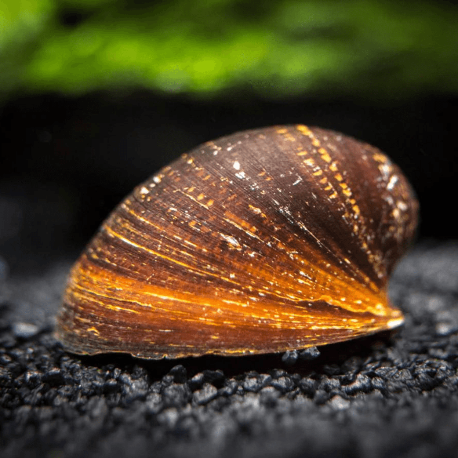 Red Lips Neritsnäcka (Neritina violacea)