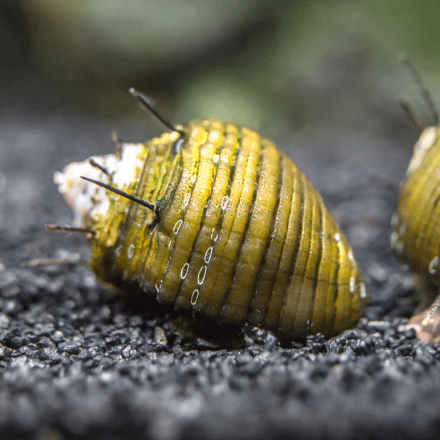 Hair Thorn Neritina Snäcka (Clithon sp.)
