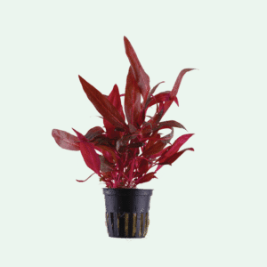 Alternanthera reineckii 'Rosanervig'