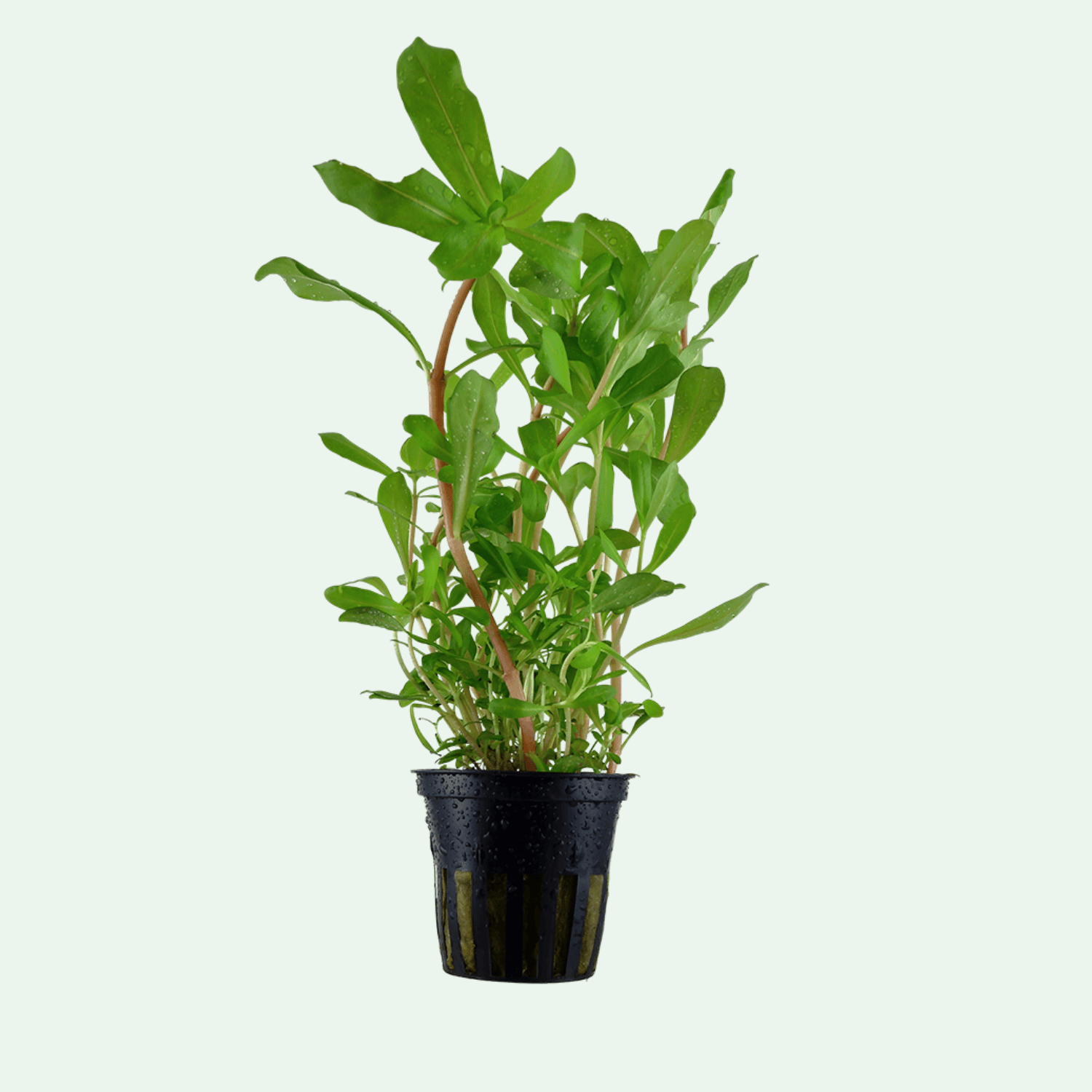 Ammannia crassicaulis