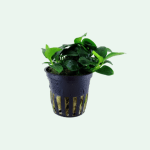 Anubias barteri 'Petite'