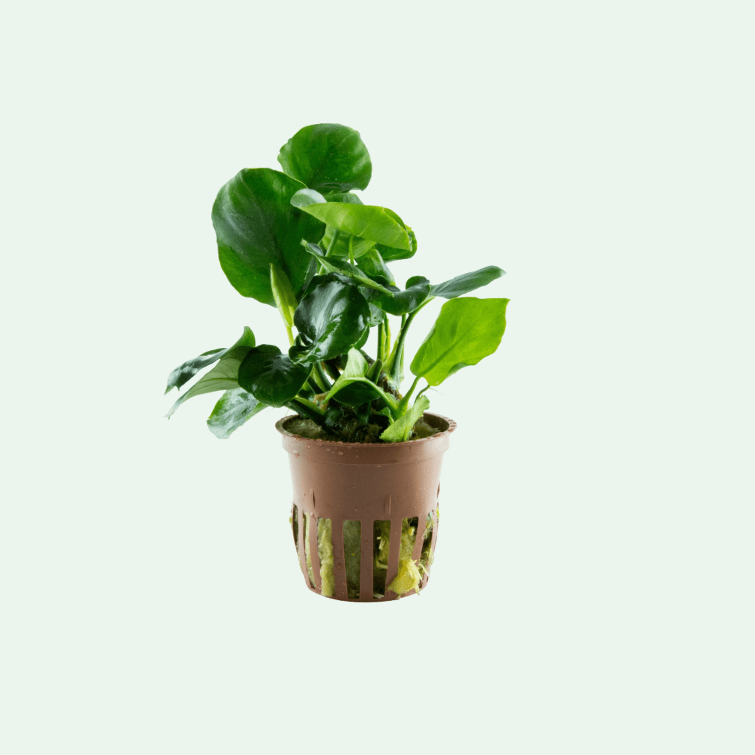 Anubias barteri 'Coin Leaf'