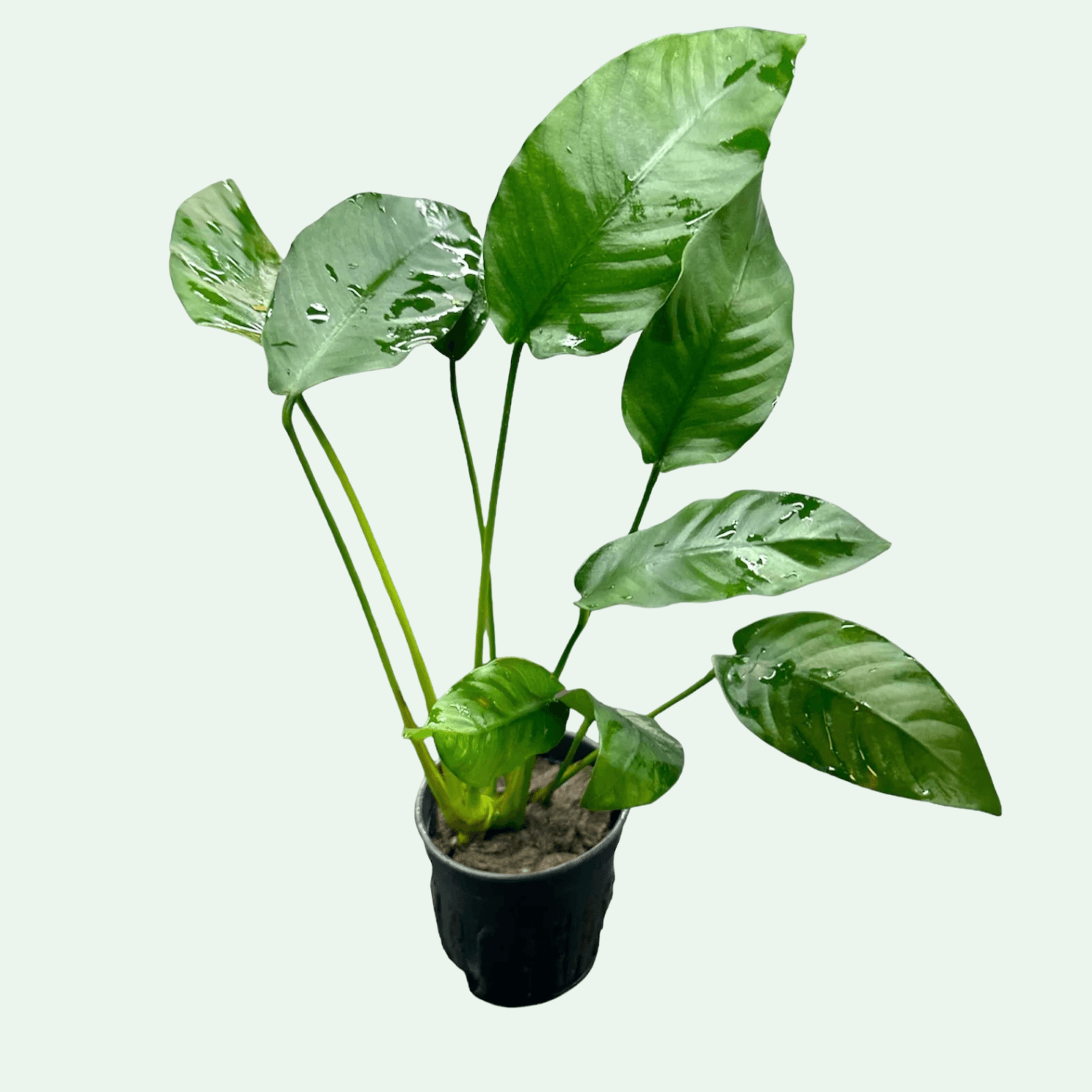 Anubias barteri striped