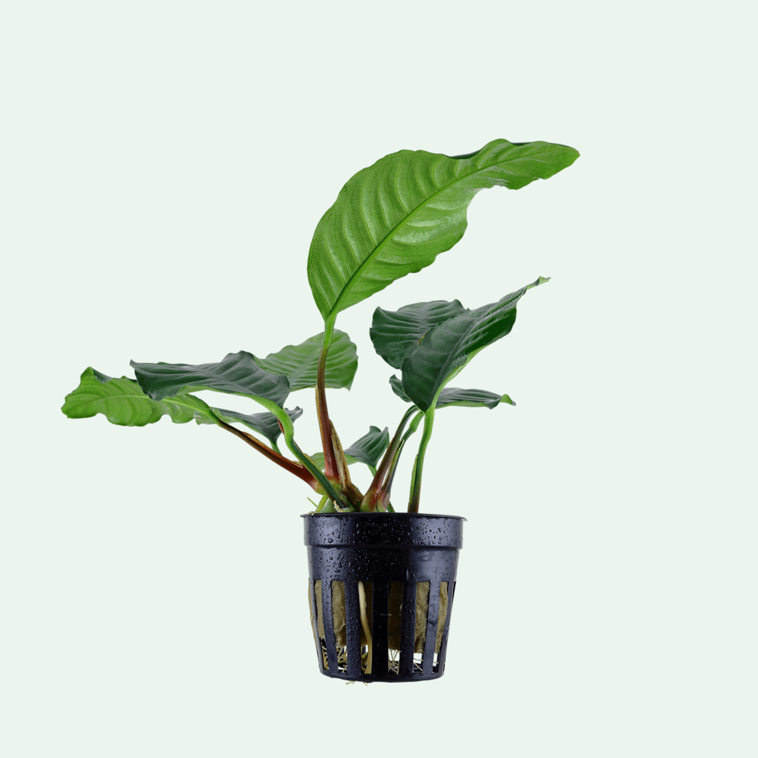 Anubias barteri var. 'Coffeifolia'