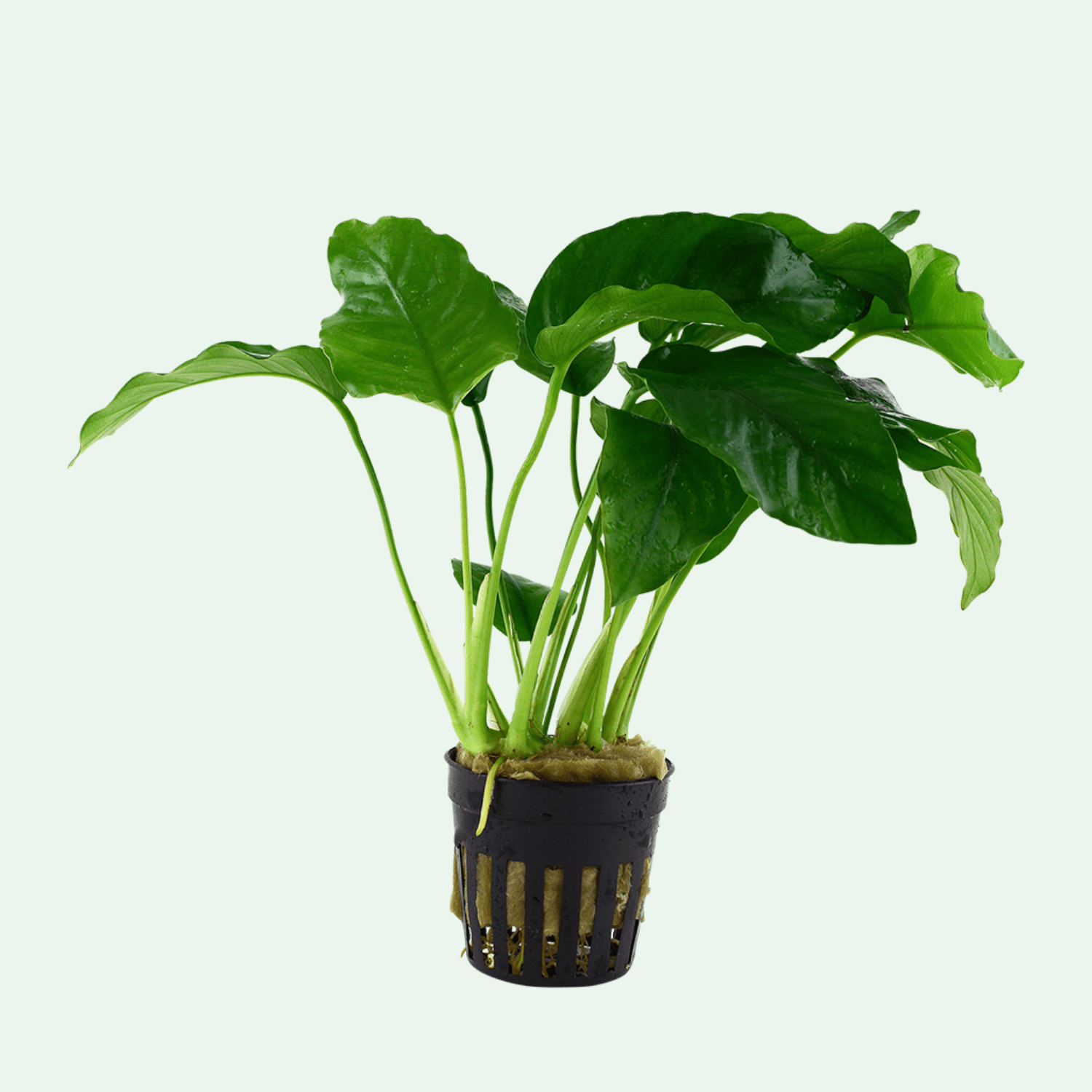 Anubias barteri var. barteri