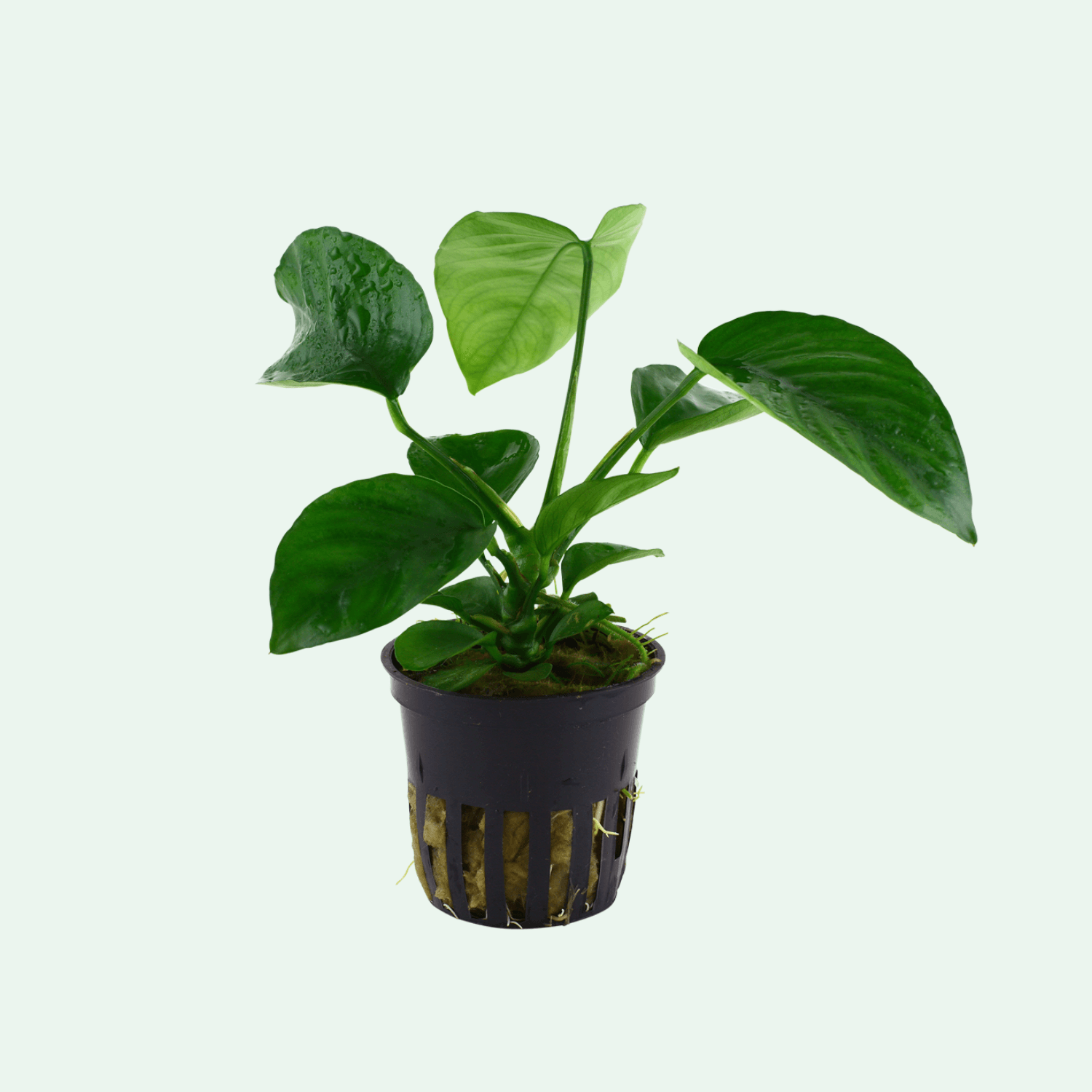 Anubias barteri var. caladiifolia