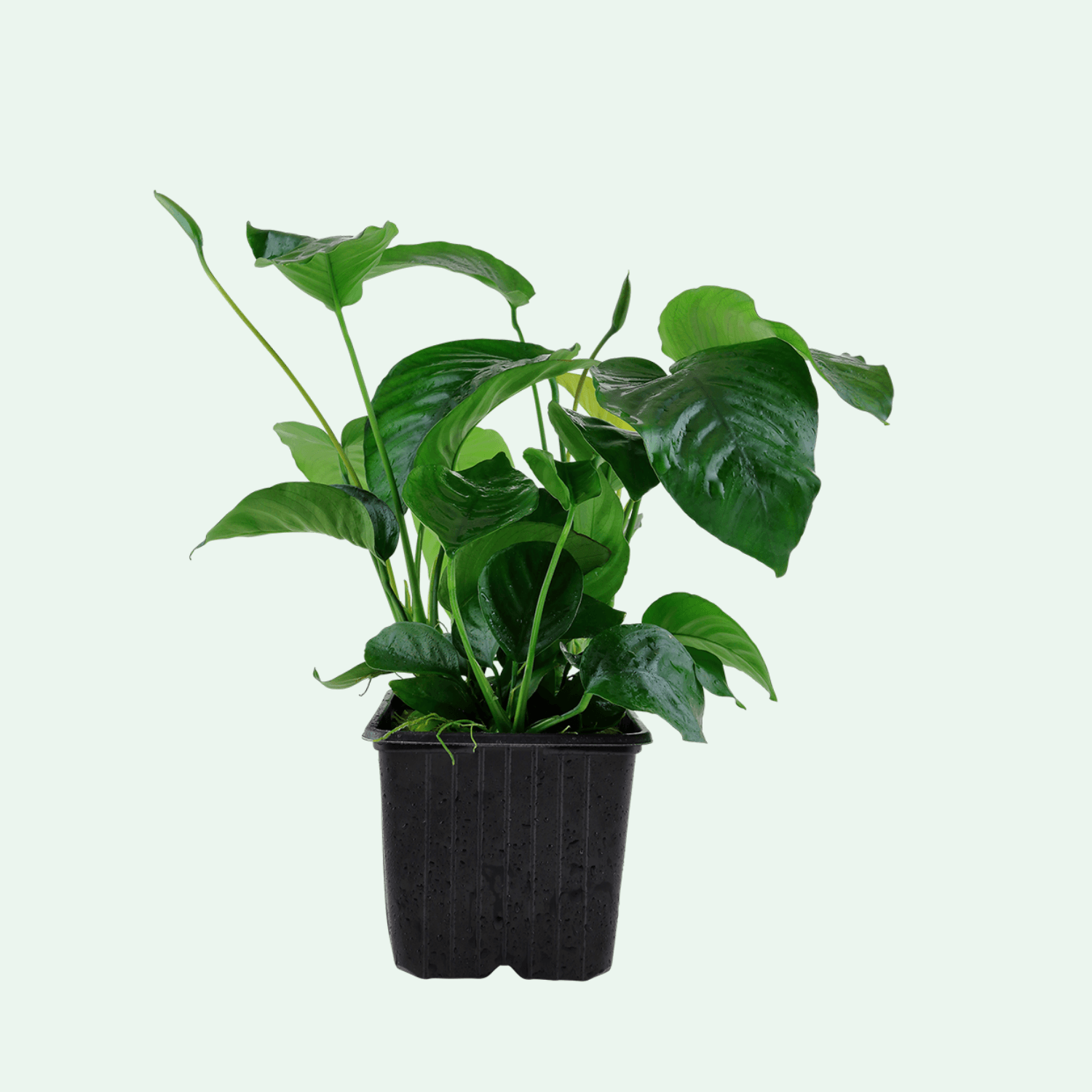 Anubias barteri var. caladiifolia XL