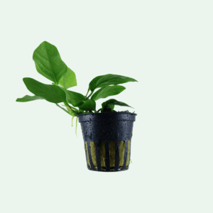 Anubias barteri var. nana