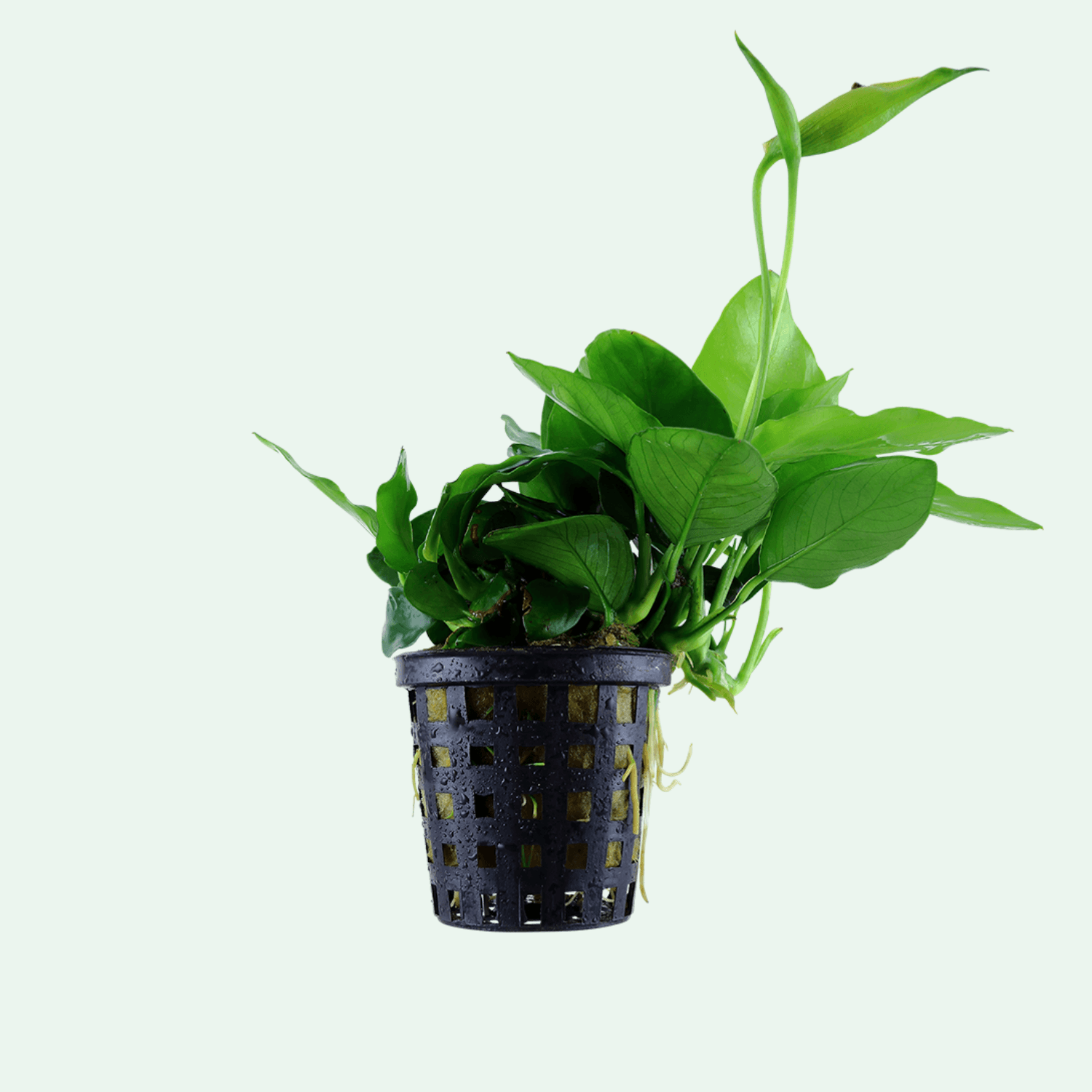 Anubias barteri var. nana 'Large'