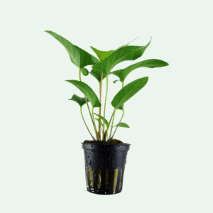 Anubias gracilis