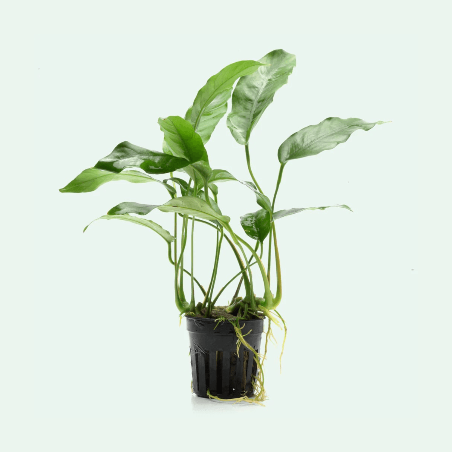 Anubias sp. ‘Short & Sharp’