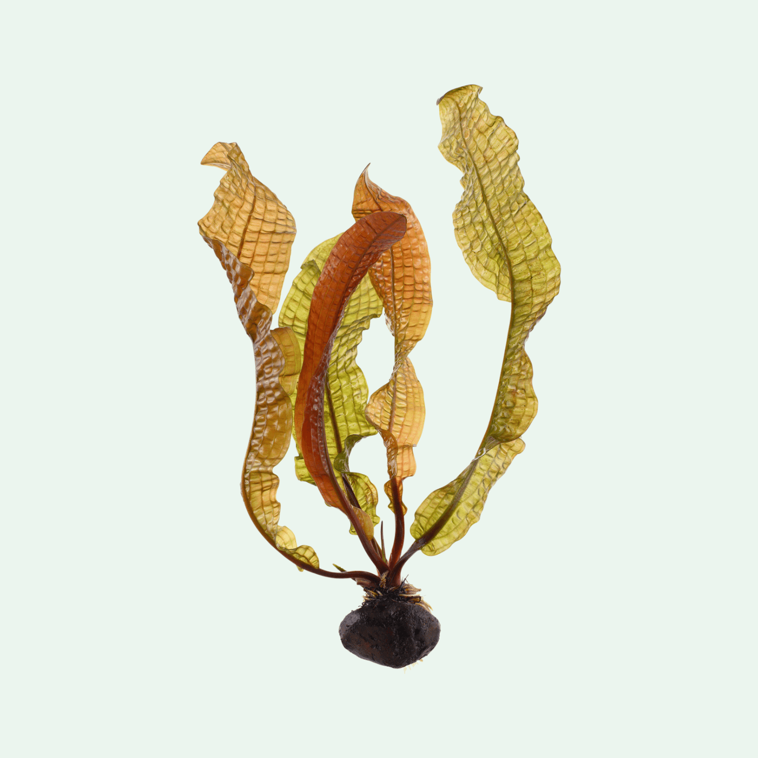 Aponogeton boivinianus