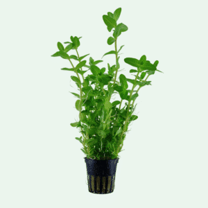 Närbild på Bacopa caroliniana-blad med rund form och klargrön färg