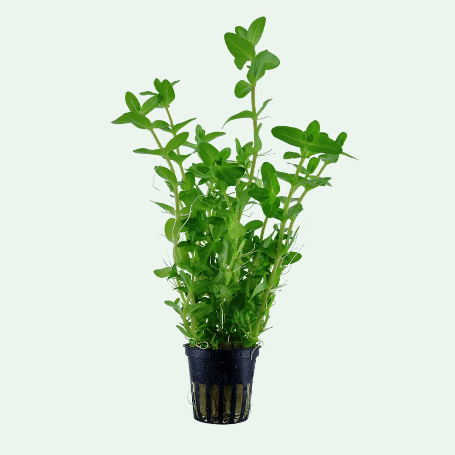 Närbild på Bacopa caroliniana-blad med rund form och klargrön färg