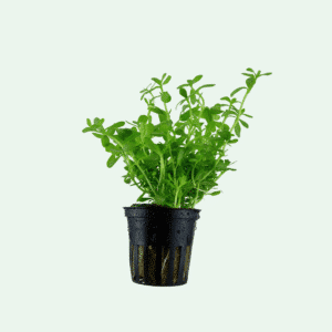 Bacopa monnieri 'Compact'