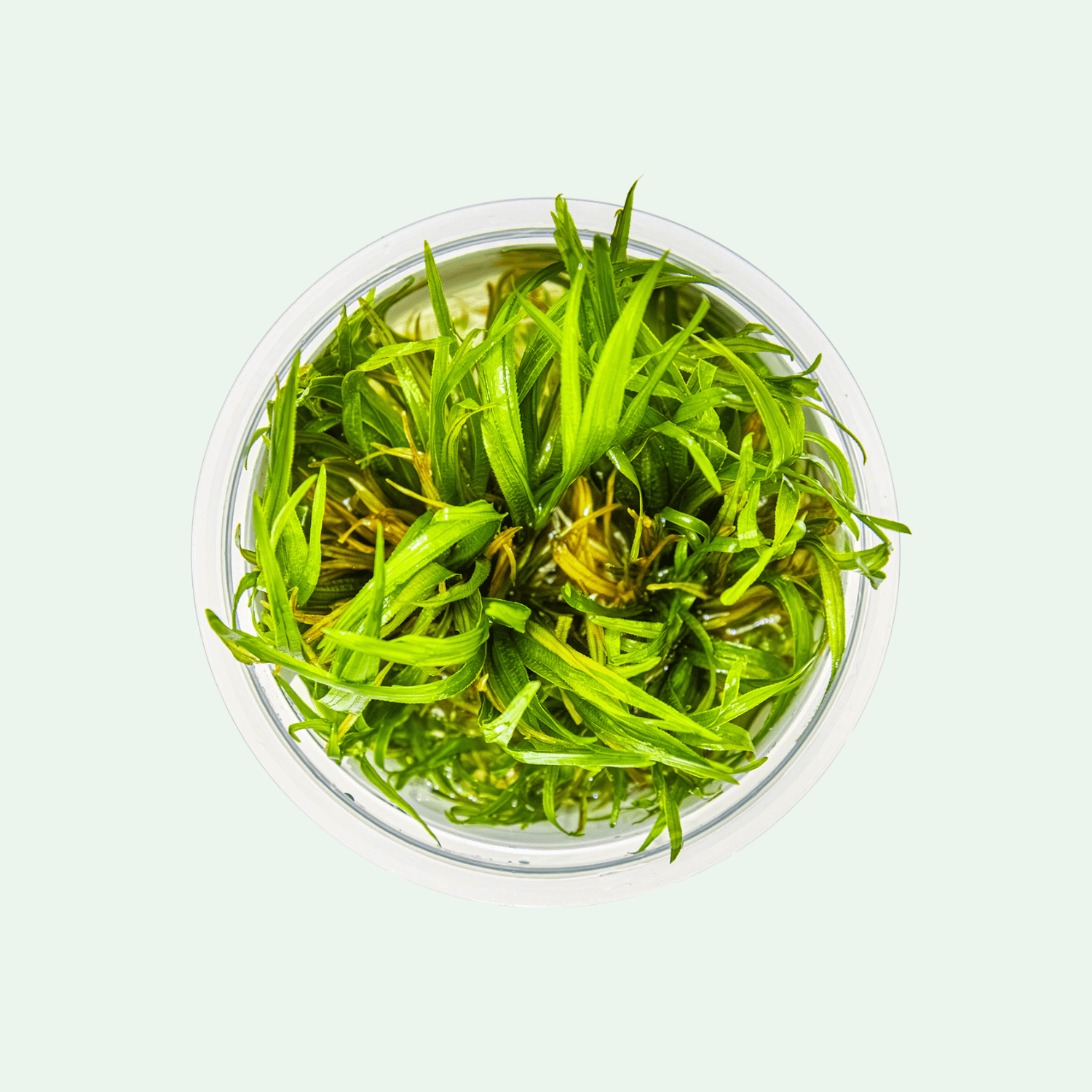 Blyxa japonica - Invitro