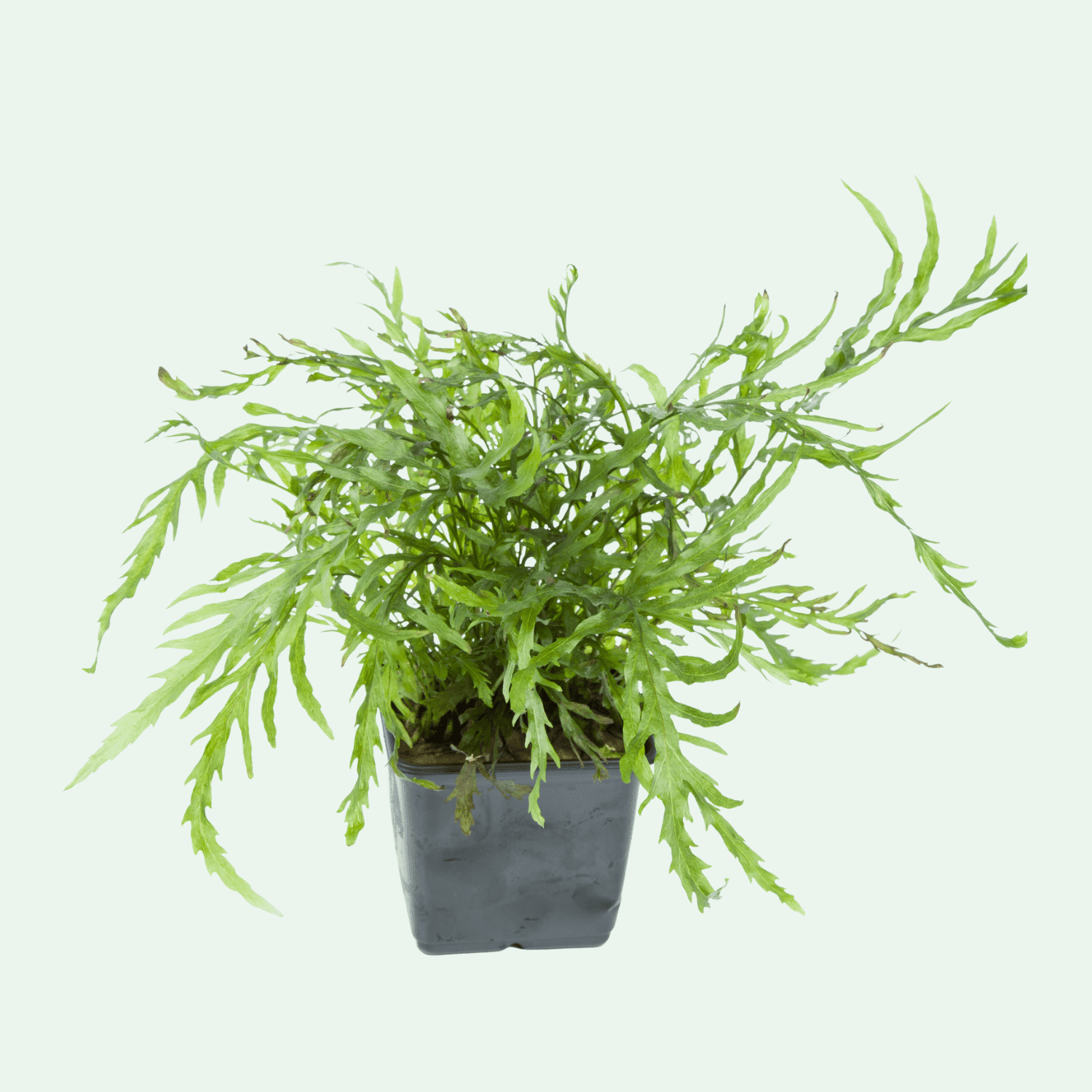 Bolbitis heudelotii XL