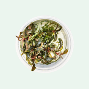 Bucephalandra 'Kedagang - Invitro