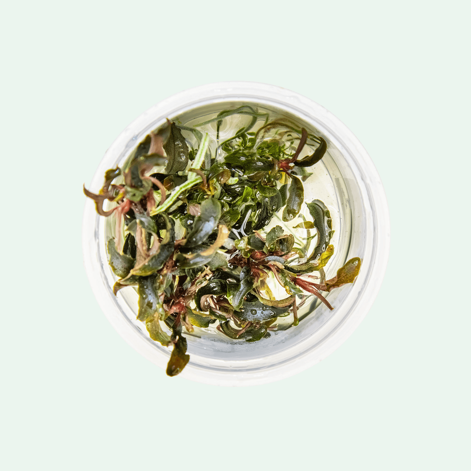 Bucephalandra 'Kedagang - Invitro