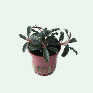 Bucephalandra 'Kedagang'