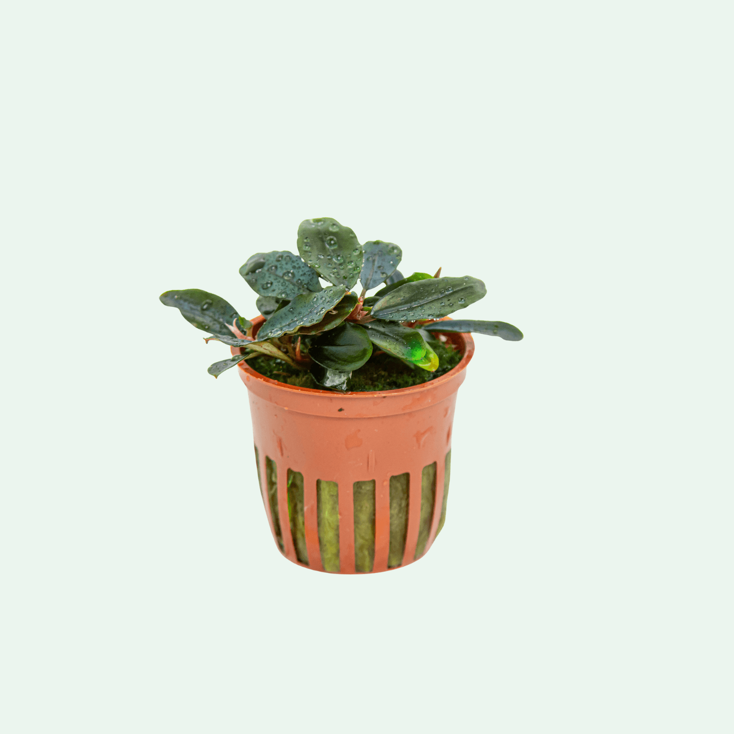 Bucephalandra sordidula 'Blue'