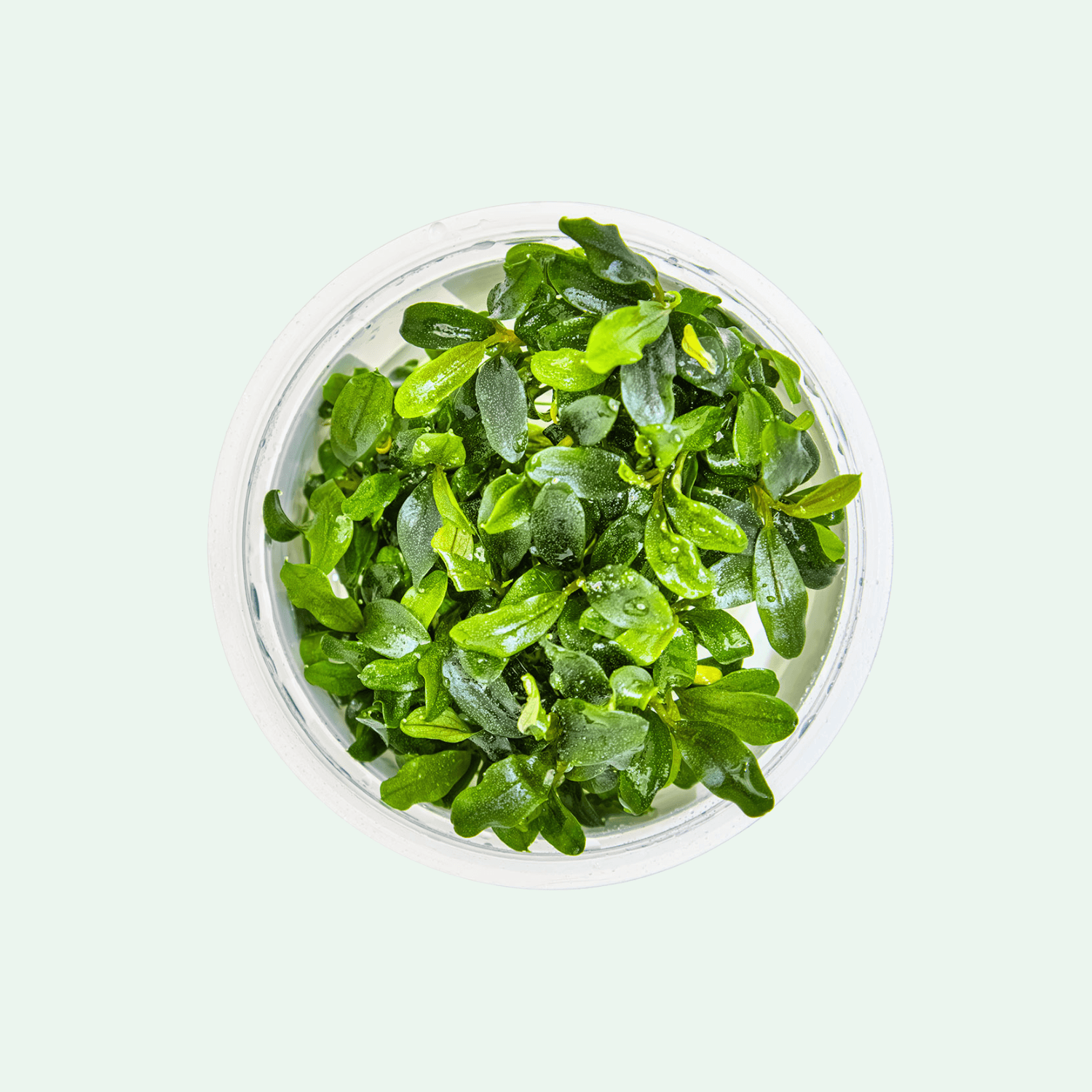 Bucephalandra sp. 'Needle Leaf' - Invitro