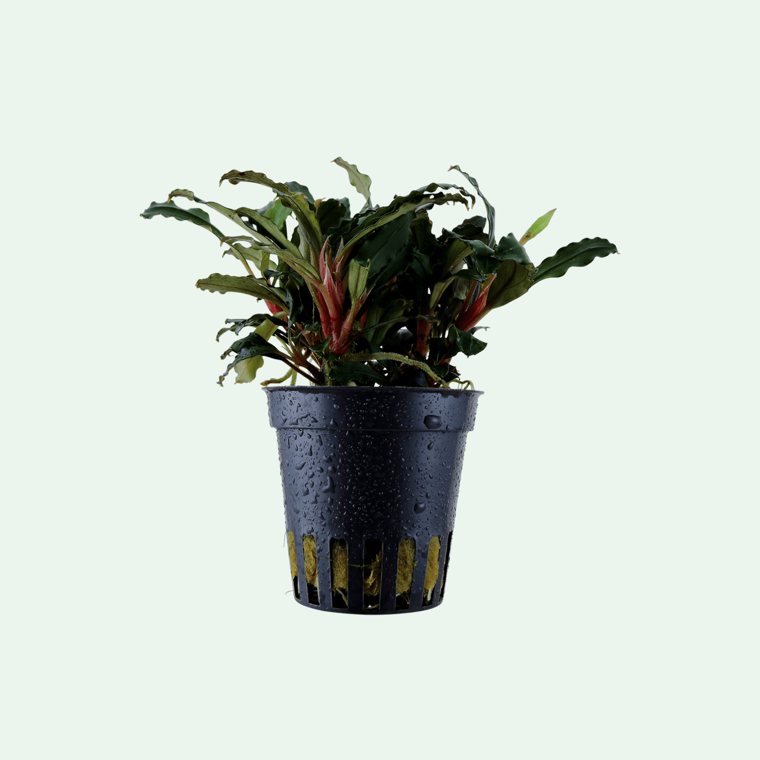 Bucephalandra sp. 'Red'