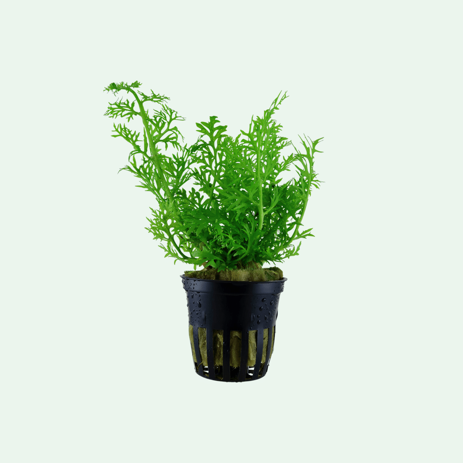 Ceratopteris thalictroides (Sumatraormbunke)