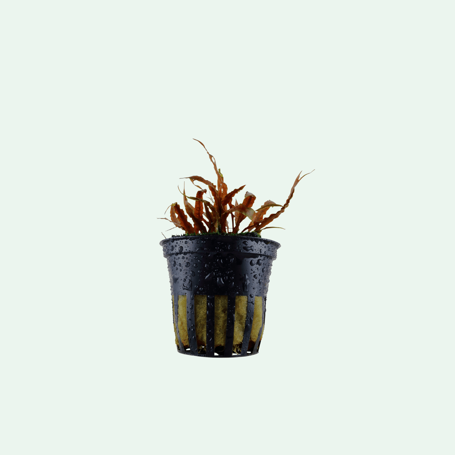 Cryptocoryne albida 'Brown'
