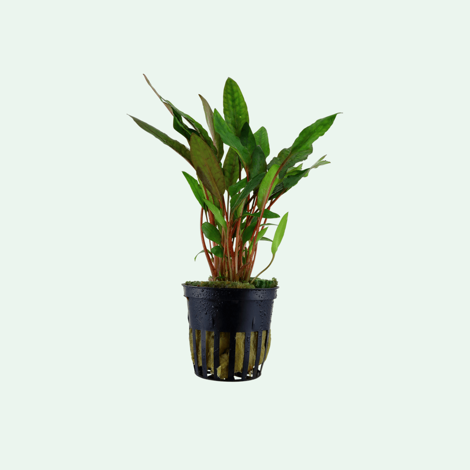 Cryptocoryne beckettii 'Petchii'