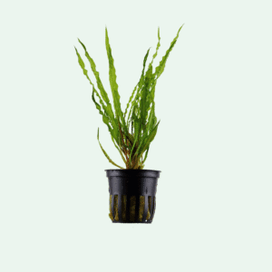 Cryptocoryne crispatula
