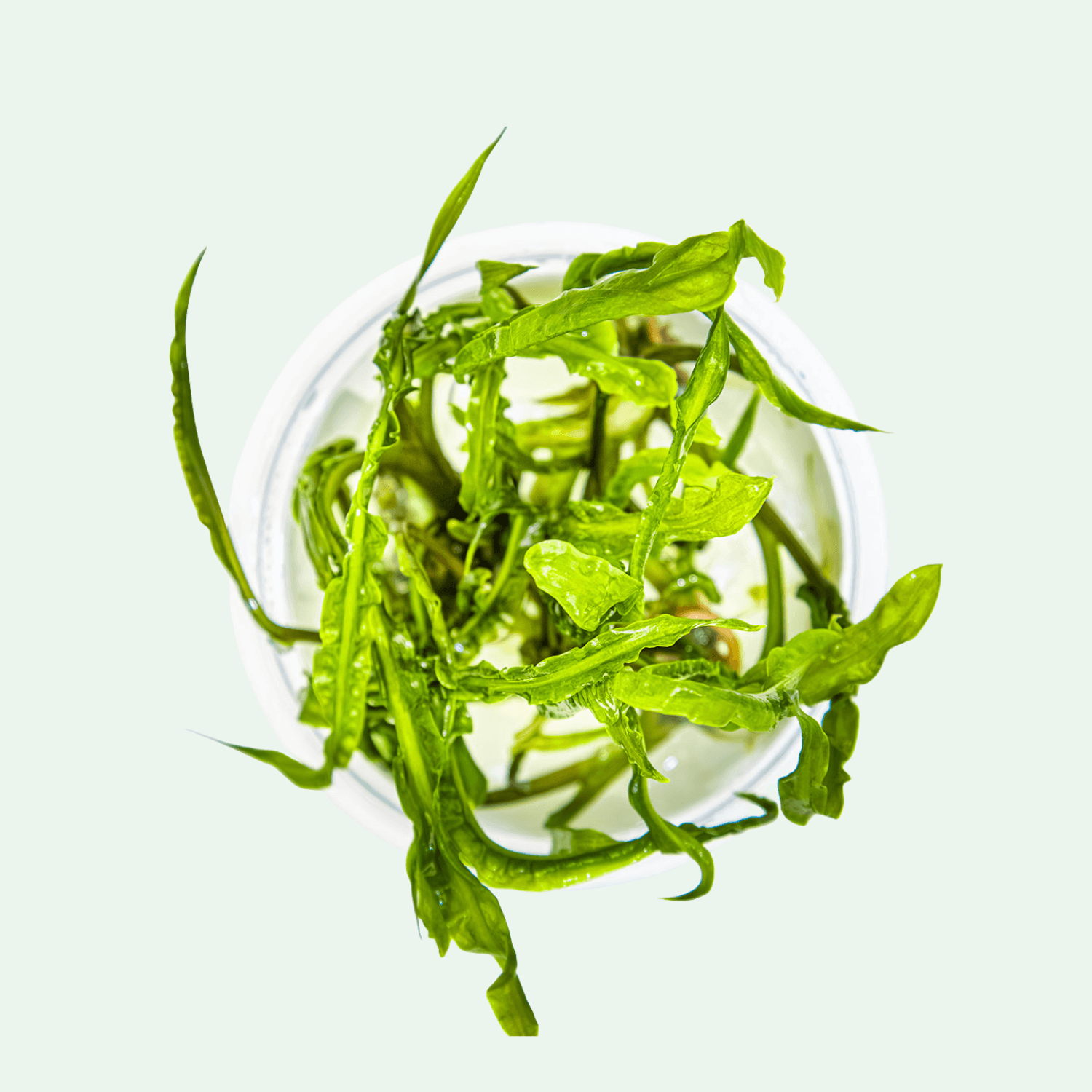 Cryptocoryne crispatula - Invitro