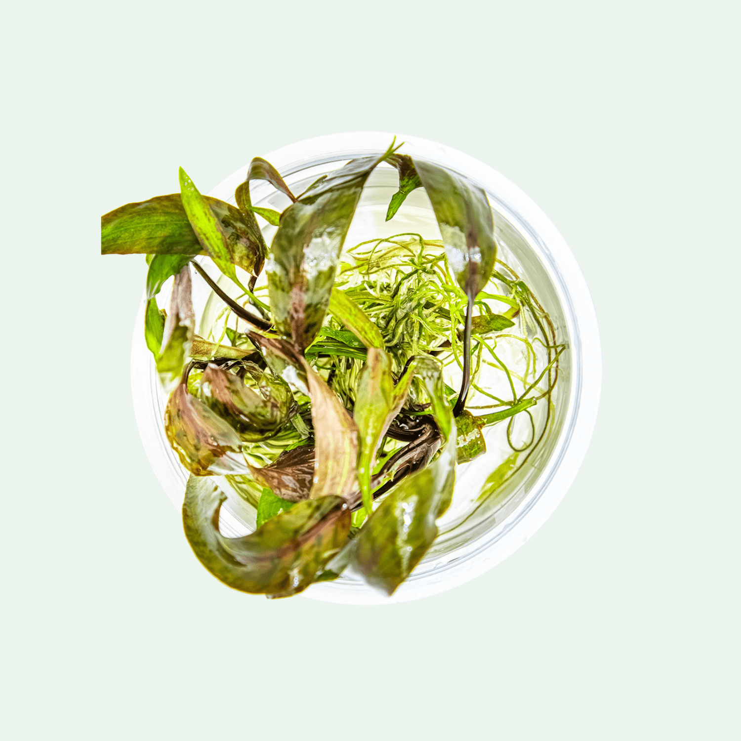 Cryptocoryne nurii - Invitro