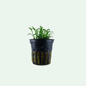 Cryptocoryne parva