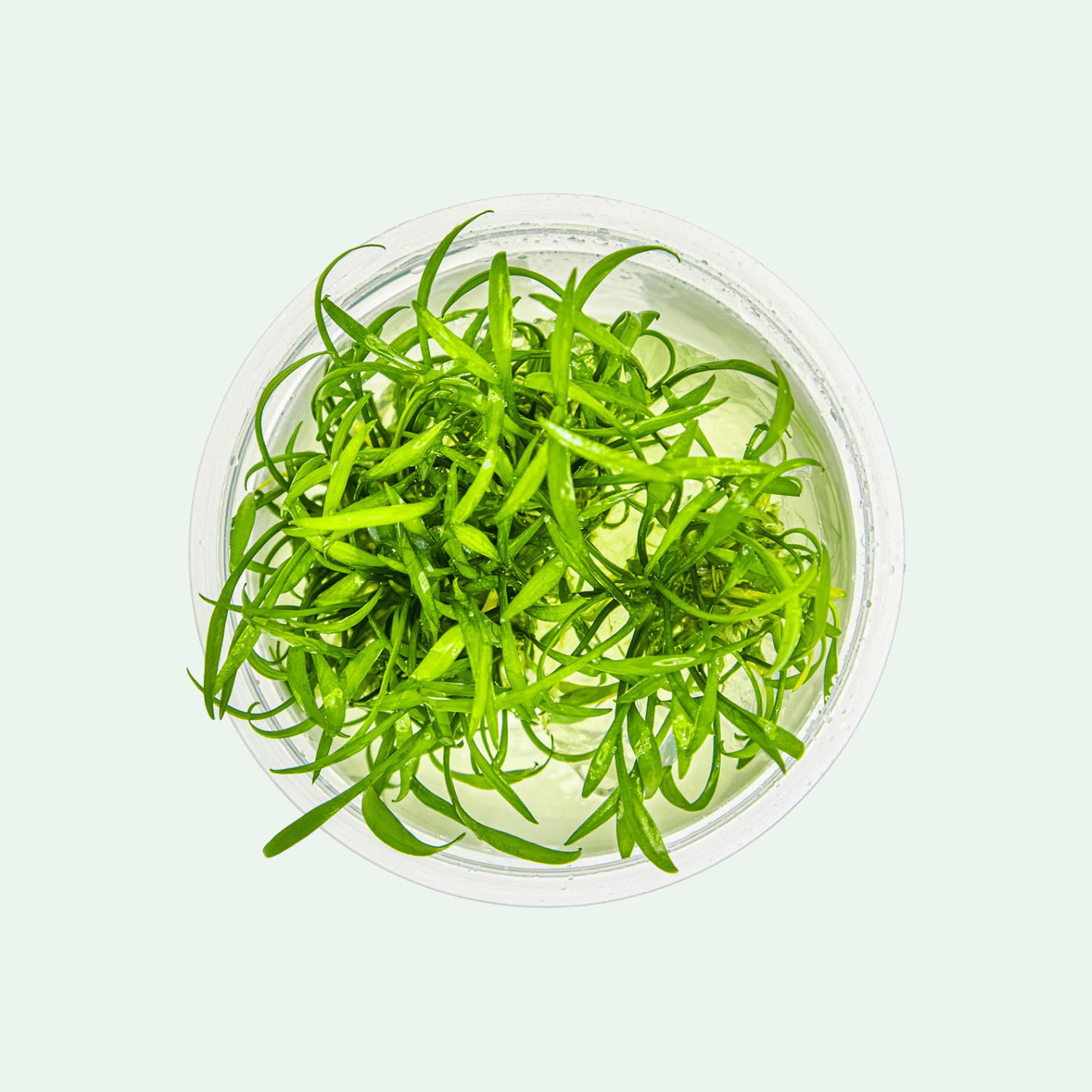 Cryptocoryne parva - Invitro