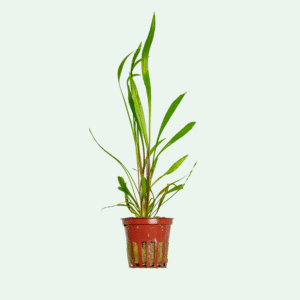 Cryptocoryne spiralis 'Red'