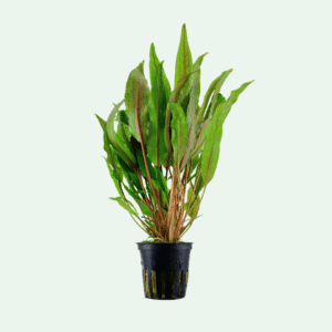 Cryptocoryne undulata 'Broad Leaf'