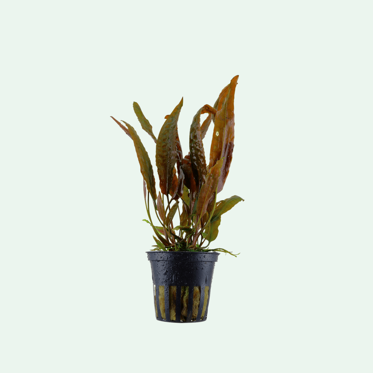Cryptocoryne usteriana
